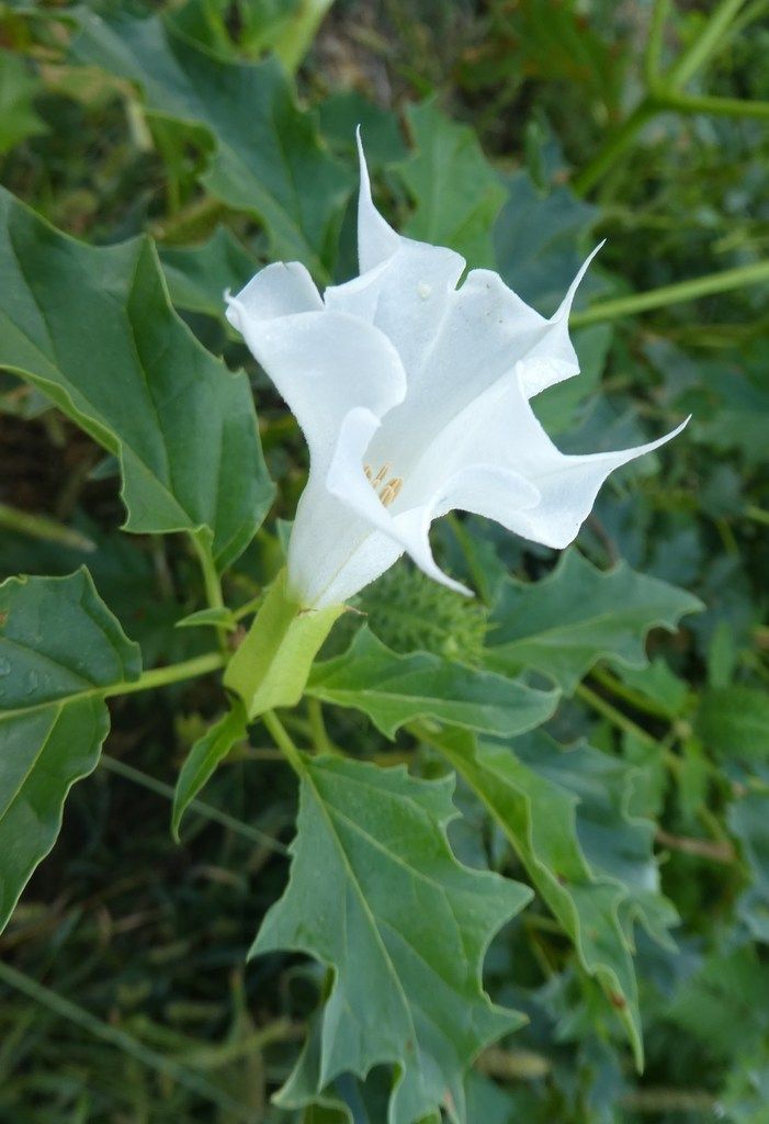 Datura Simplesetsauvagesenquercyover Blogcom
