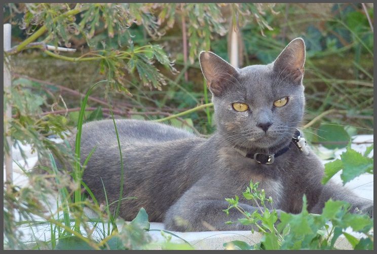 photo chat gris bleu de russie