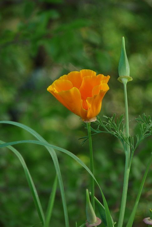 fleur orange sauvage