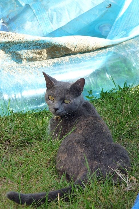 Photo Chat Gris Dix Petits Doigts