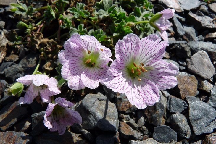 fleur de montagne nervures violettes