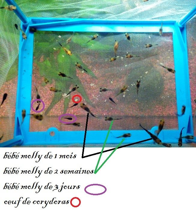 Du Nouveau Dans Mon Aquarium Oeufs De Corydoras Et Bebes Molly Dix Petits Doigts