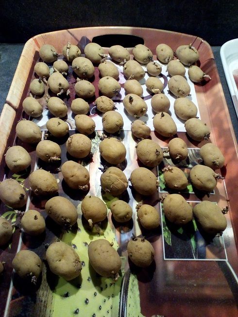 germination pommes de terre