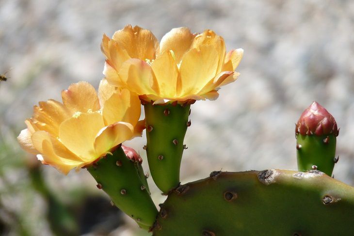 fleur cactus pontellia