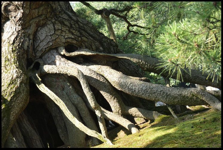 photo racines arbres japonais
