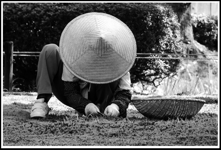 photo noir et blanc jardinier japonais