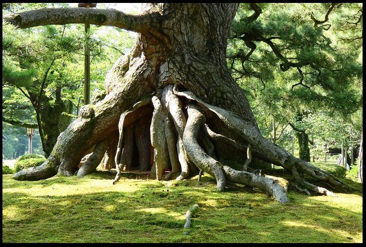 photo racines arbre japonais