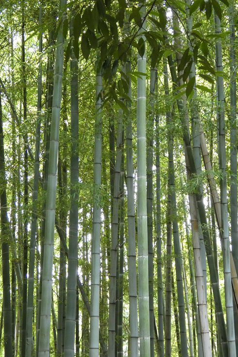 forêt de bambou nagoya toganji japon