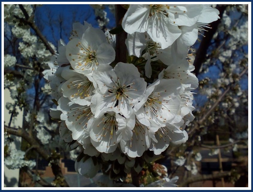 fleurs cerisier 2020