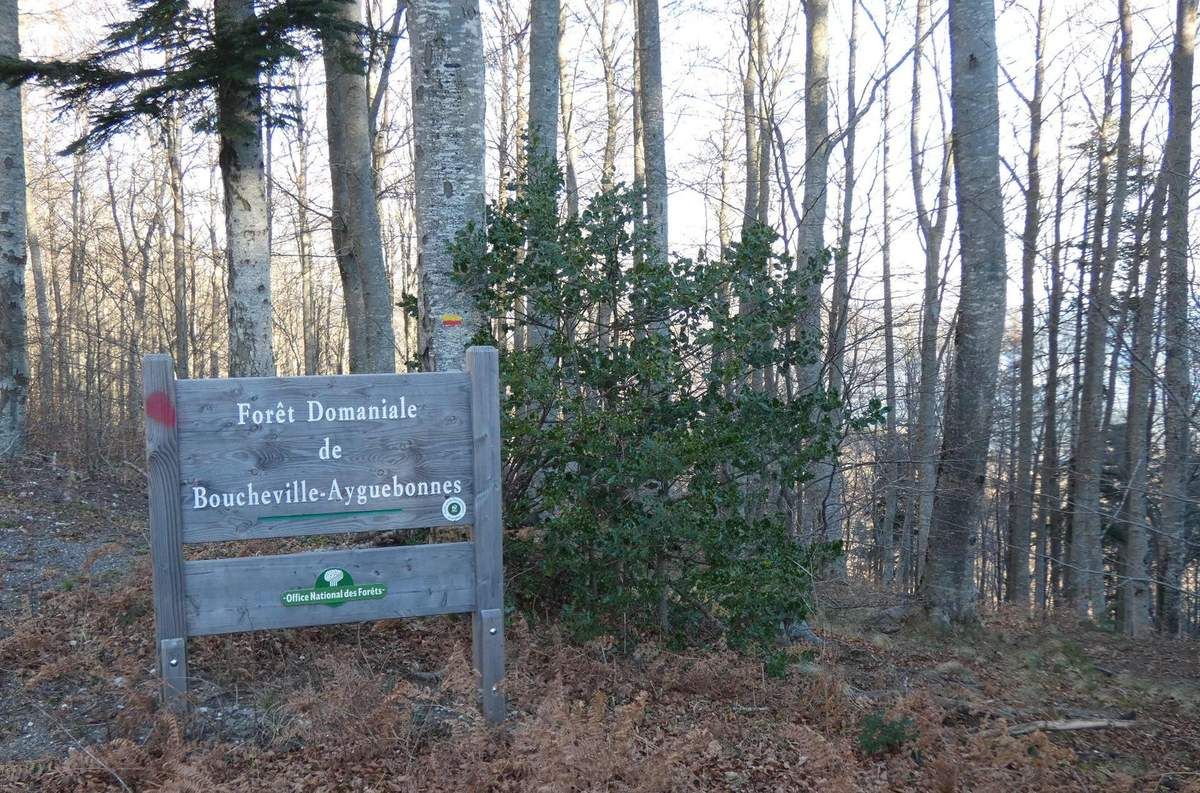 De la forêt de Boucheville à celle du Vivier Rando Greg