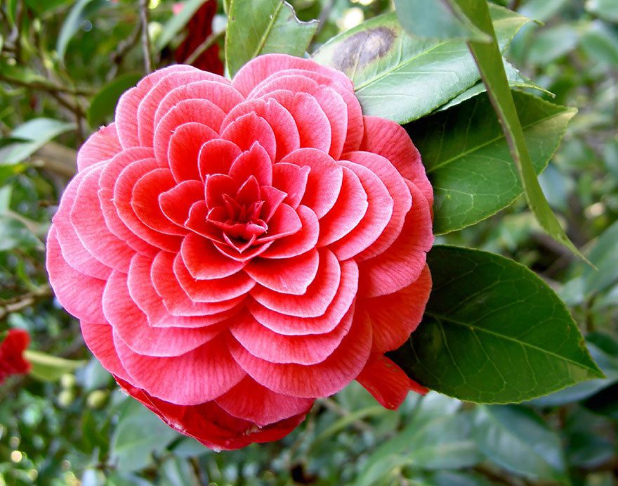 camélia camellia