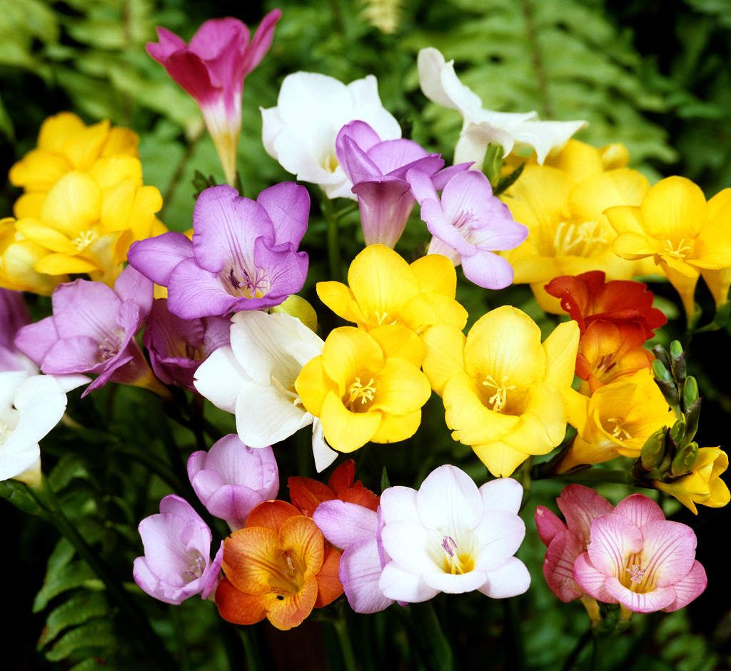 freesia