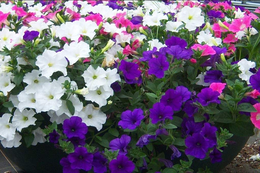 pétunia