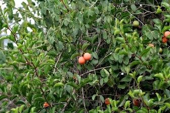 ximenia