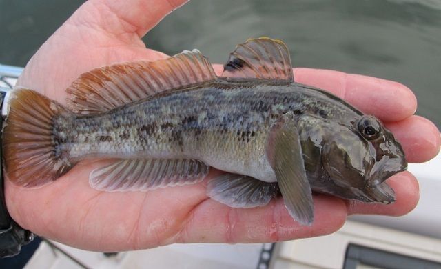 gobie poisson dcdl