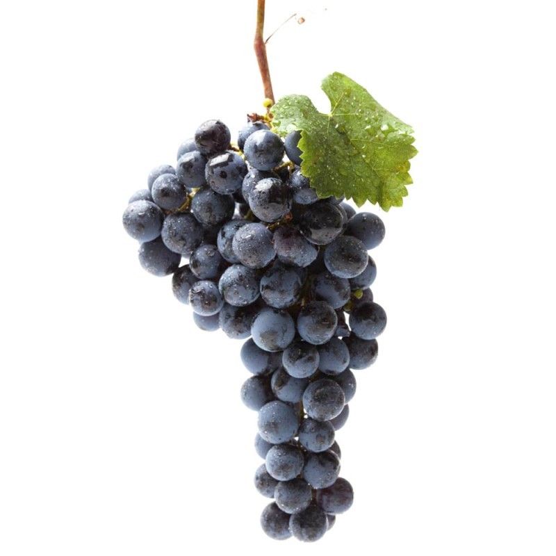 raisin muscat