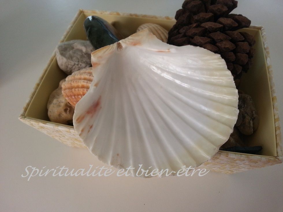 Coquille St Jacques