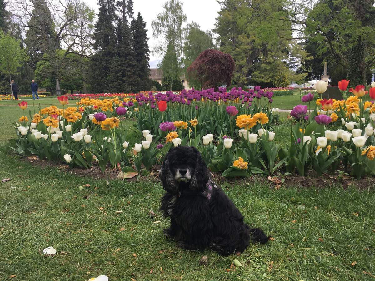 1er mai 2018 : Fête des tulipes à Morges