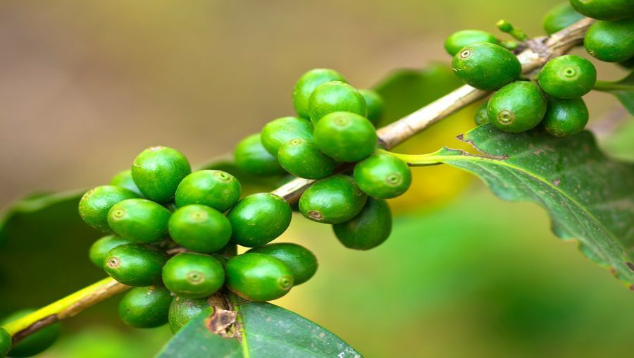 estratto di chicco di caffè verde fatto in casa estratto di chicco di caffè verde fatto in casa
