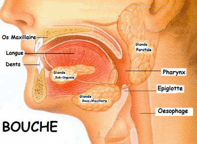 Déglutition et forme du palais - sucette et pouce chez les enfants -  Cascades...