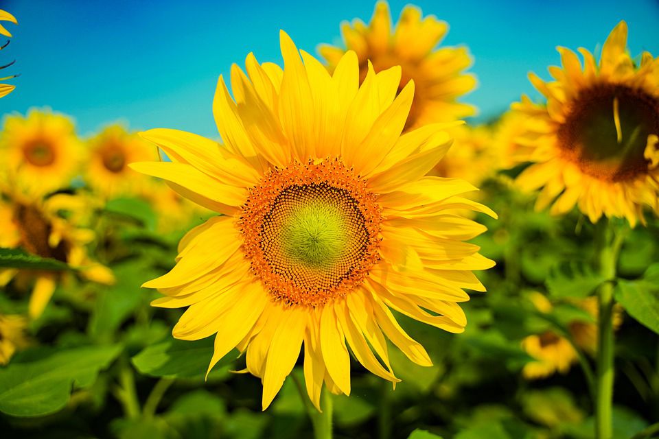 huile-tournesol-shampoing-solide-naturel