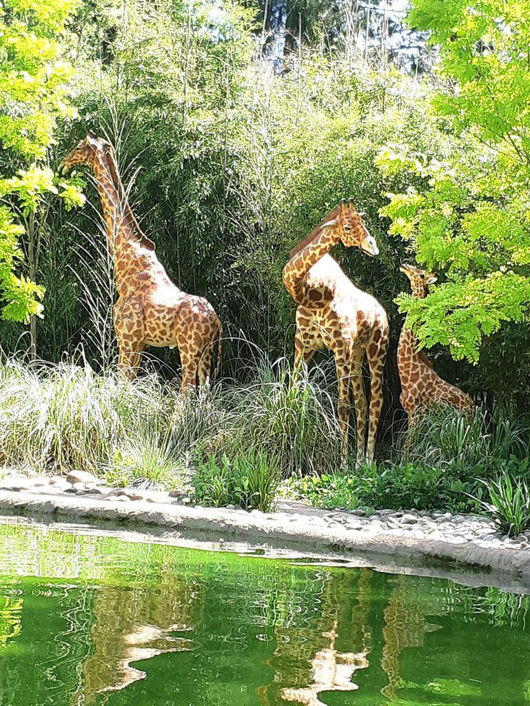 Nigloland, Parc, Attraction, Girafe