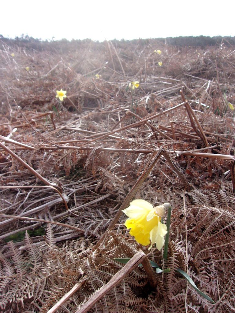 Des jonquilles jonchent un champ de fougères au Pic de Nore