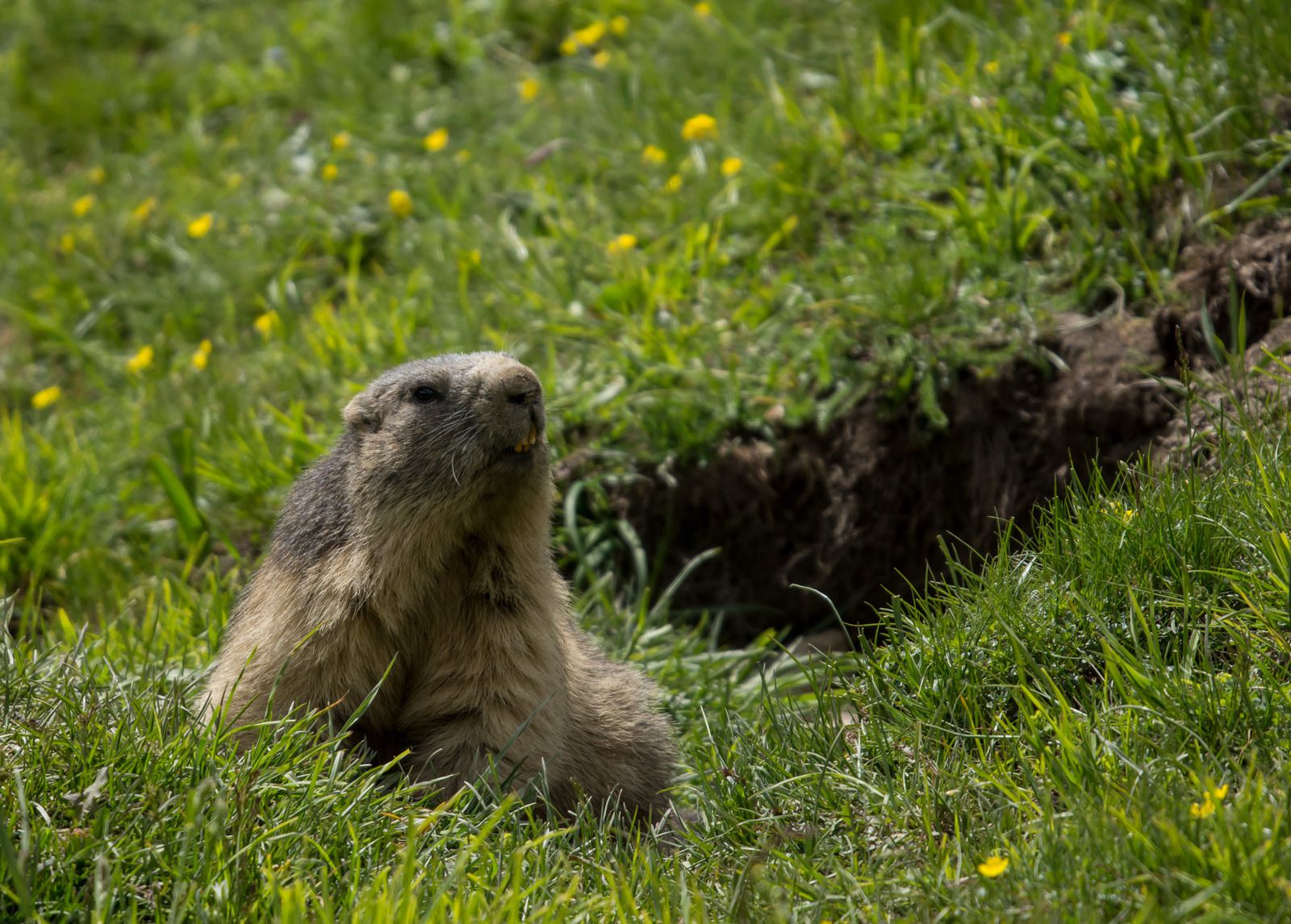 Marmottes en Maurienne - Bessans