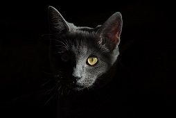l'homme qui n'aimait plus les chats, isabelle aupy