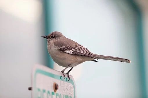 oiseau moqueur, mockingbird