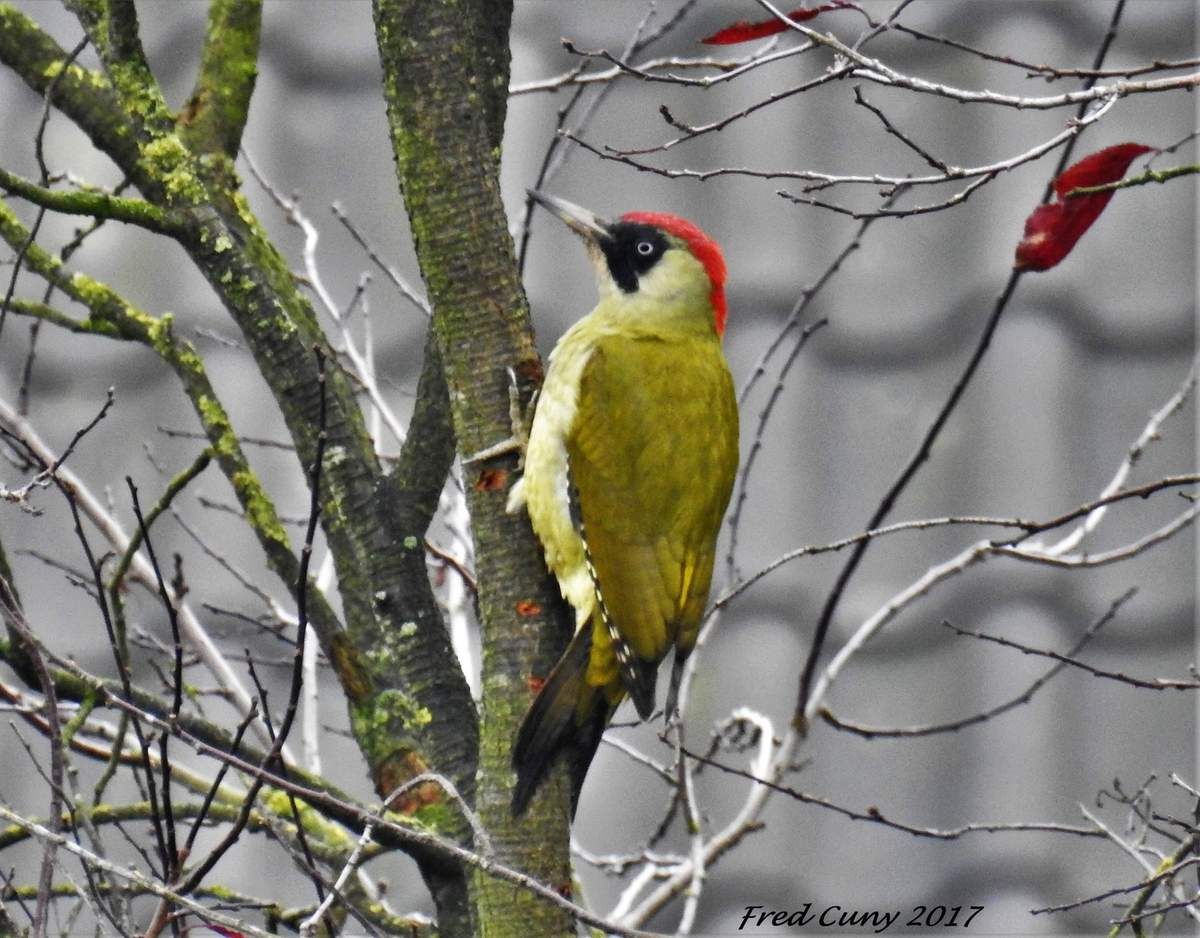 Le Pic Vert Libre Comme Oiseaux