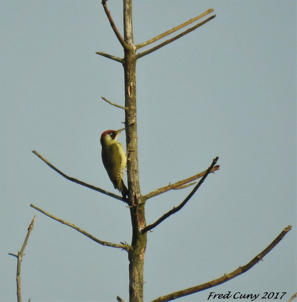 Le Pic Vert Libre Comme Oiseaux