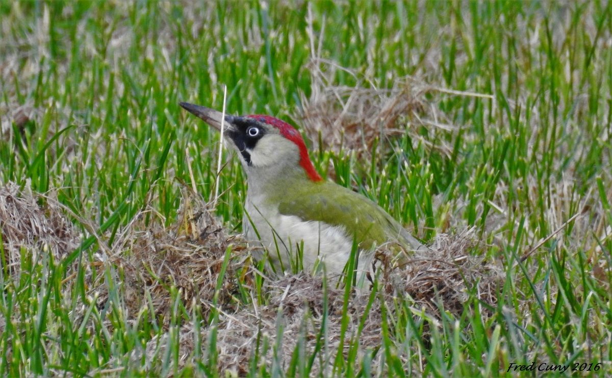 Le Pic Vert Libre Comme Oiseaux