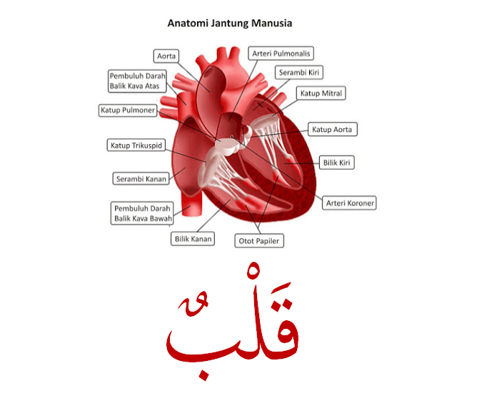 Qalbu قلب Jantung Ada 53 Ayat Dalam Al Quran Faqihquran Over Blog Com