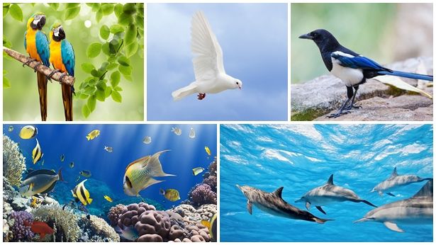 Dice la Scrittura: “Poi Dio disse: ‘Producano le acque in abbondanza animali viventi, e volino degli uccelli sopra la terra per l’ampia distesa del cielo’. 