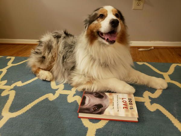 AFP "Le chien est amour", écrit Clive Wynne, directeur du laboratoire des sciences canines de l'université d'Etat d'Arizona © AFP - Issam AHMED