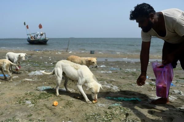 AFP Un pêcheur pakistanais nourrit des chiens errants sur une île à Karachi, le 3 avril 2018 © AFP - RIZWAN TABASSUM