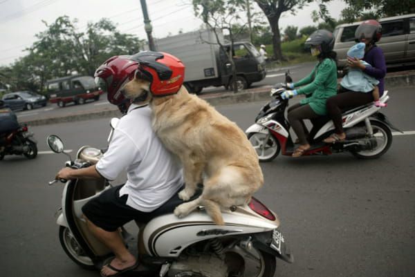 AFP Un homme et son chien en scooter © AFP - JUNI KRISWANTO