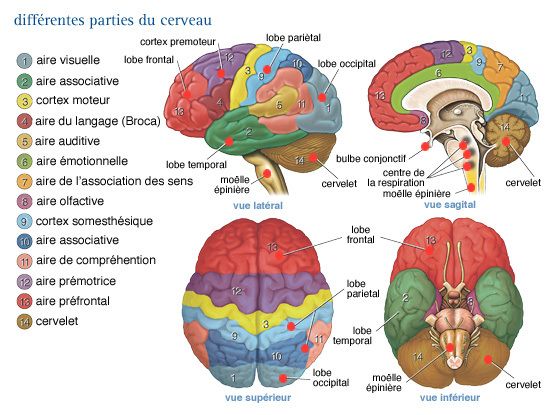 Comment le Storytelling affecte le cerveau humain - Content Marketing Influent