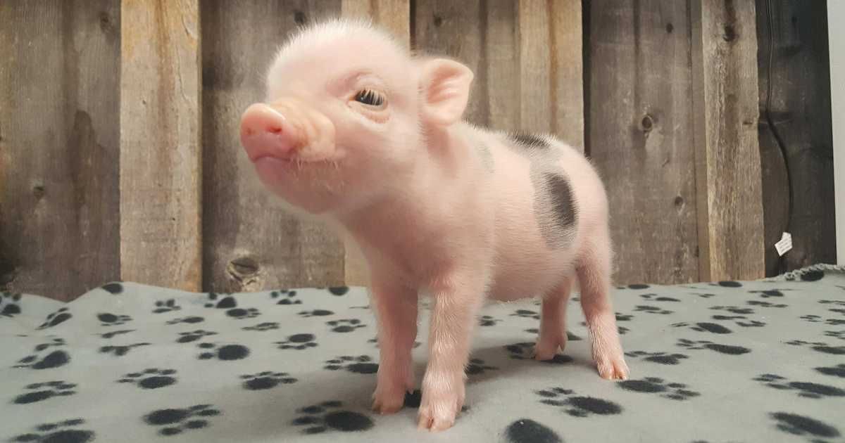 Les abrutis du jour !