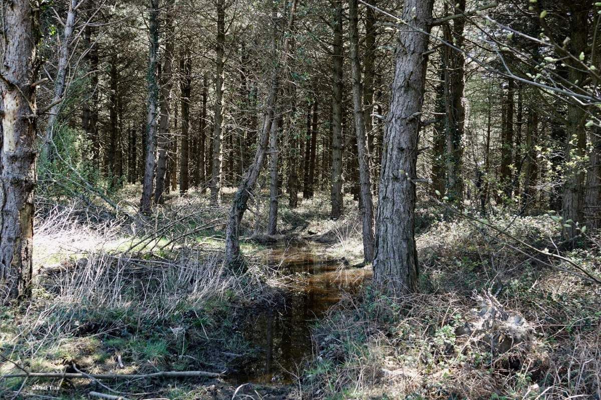 Saint-Ferréol : escapade photos sur le sentier des sommets
