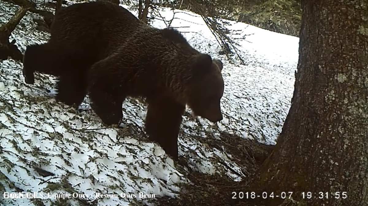 VIDEO. Les ours des Pyrénées vous disent bonjour...