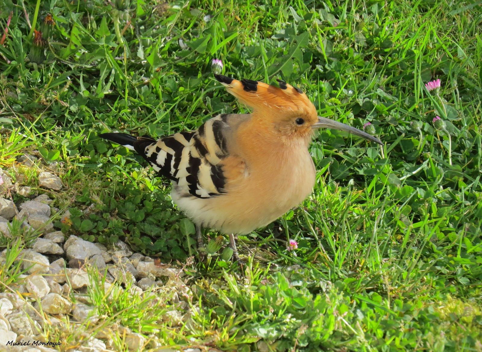 Fos : pas de confinement pour cette Huppe fasciée