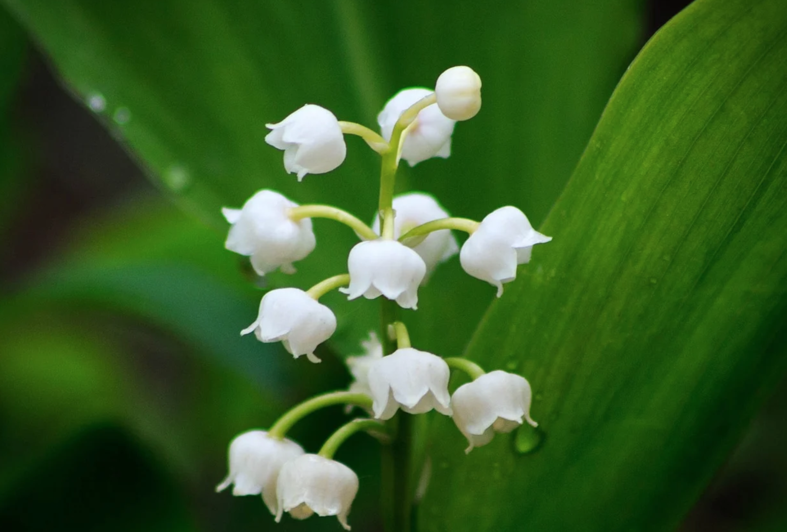 Covid-19. Muguet du 1er Mai : fleuristes fermés, pas de vente à la sauvette
