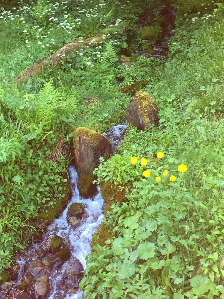 Des pavot du pays de Galles (meconopsis) près du petit torrent..
