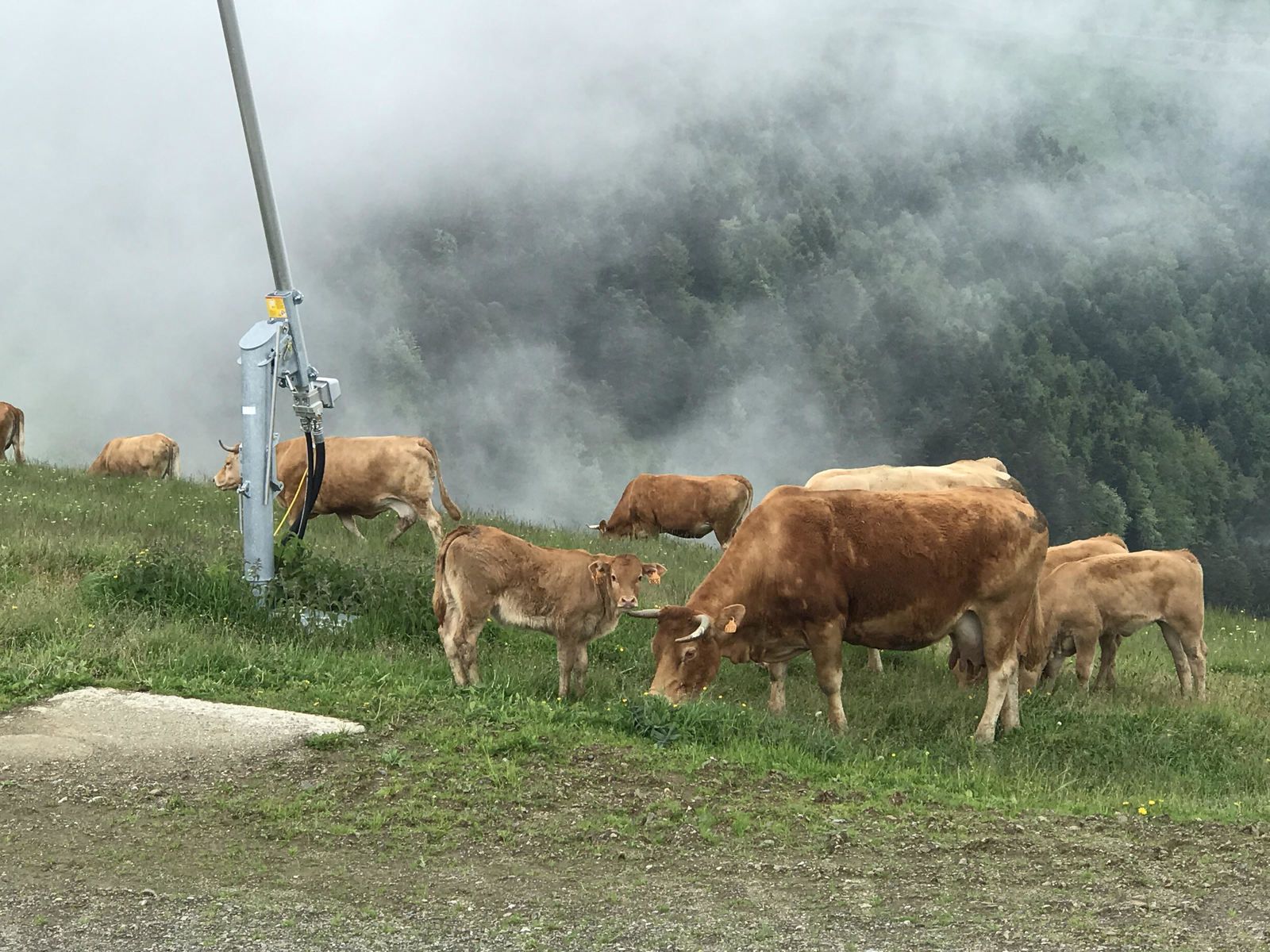 Superbagnères : arrivée des vaches dans les estives...