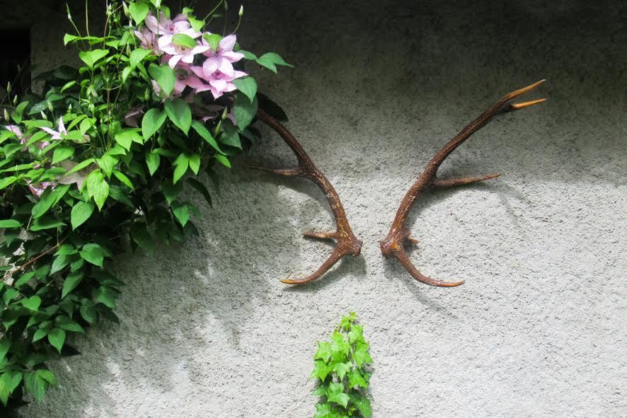 Luchon : des fleurs pour illuminer la journée...
