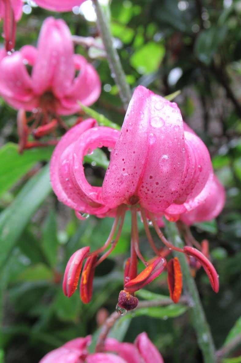 Luchon : des fleurs pour illuminer la journée...