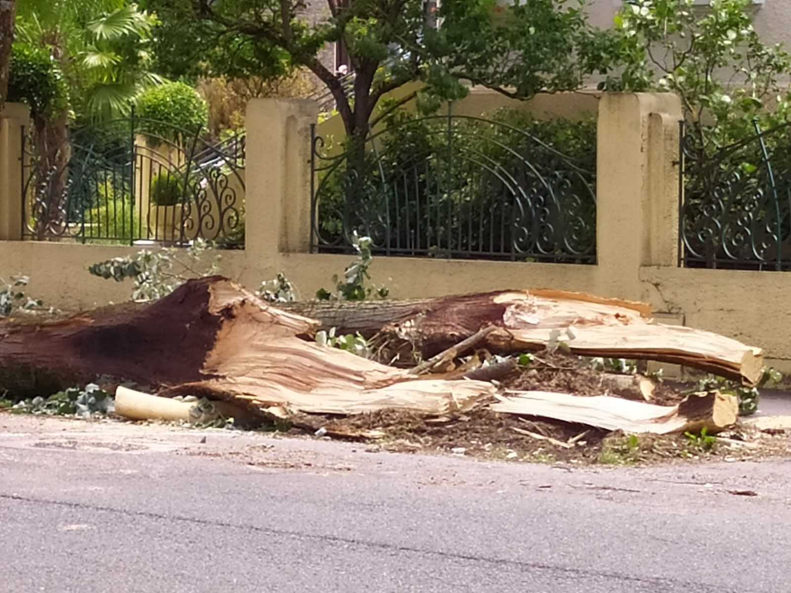 Coup de vent à Luchon : l'impressionnante chute d'un arbre boulevard de Gaulle
