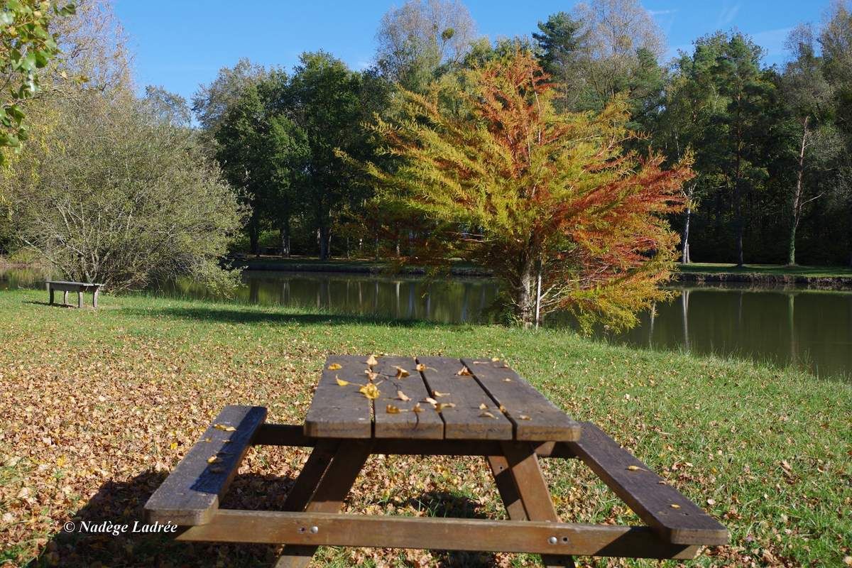 Etang de Guesnes (86) MON REGARD SUR LA VIE